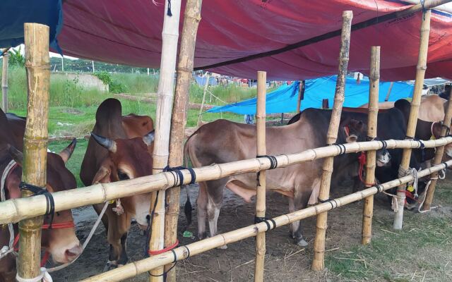 Qurbani cattle market in Aftabnagar, Dhaka