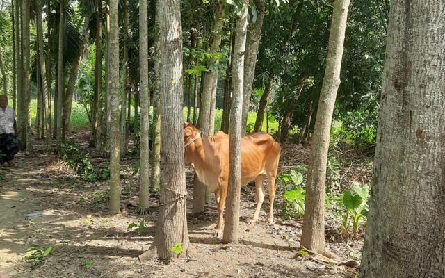 Cow resting under trees in a village in rural Bangladesh