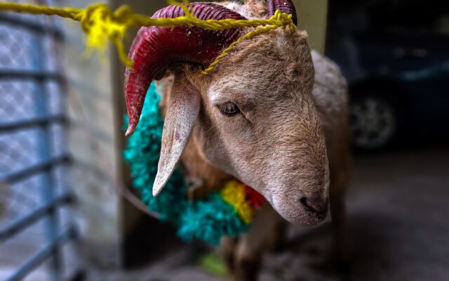 Sheep kept for Qurbani in Bangladesh