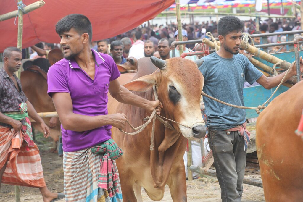 Family buying a cow at an Eid al-Adha market in Bangladesh