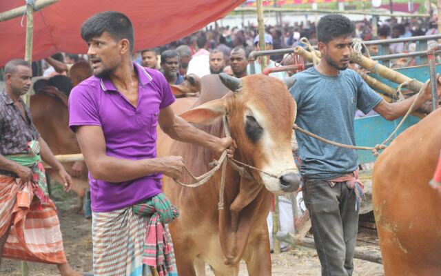 Family buying a cow at an Eid al-Adha market in Bangladesh