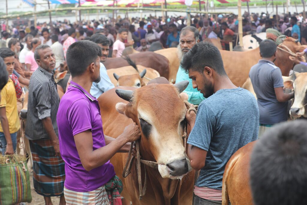 Cow being led home for Qurbani in Bangladesh