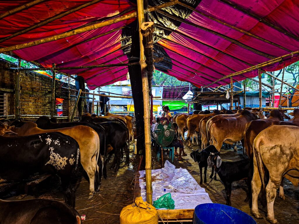 Livestock market in Dhaka in the days before Eid al-Adha