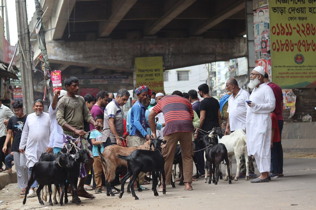 Cattle market in Bangladesh during the Eid al-Adha season