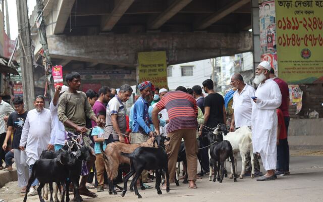 Cattle market in Bangladesh during the Eid al-Adha season
