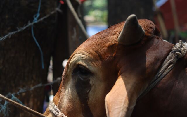 Cattle tied up at an Eid market in Bangladesh