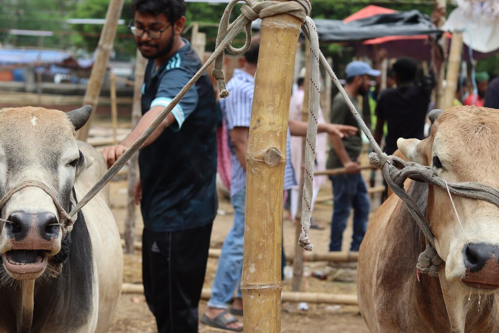 Buyers checking cattle before Qurbani in Bangladesh