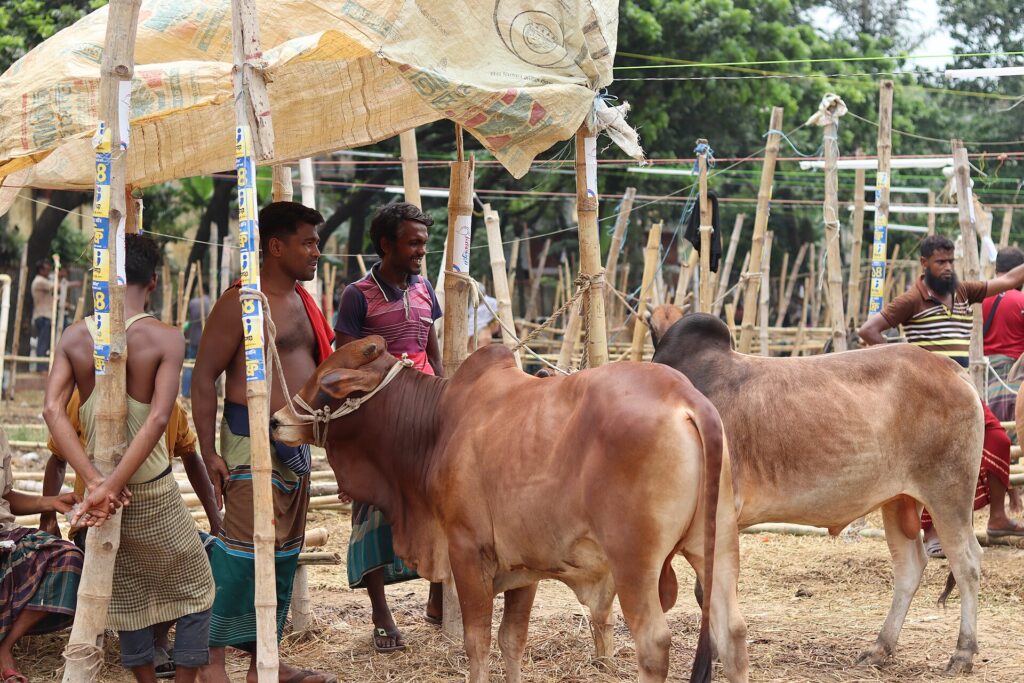 Busy Qurbani livestock market in Bangladesh in Dhul Hijjah