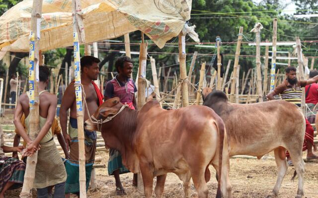 Busy Qurbani livestock market in Bangladesh in Dhul Hijjah