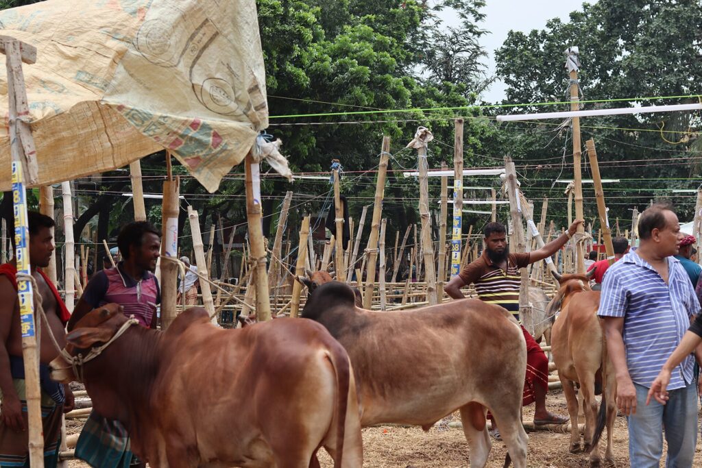 Healthy cows at a market in Bangladesh before Eid al-Adha