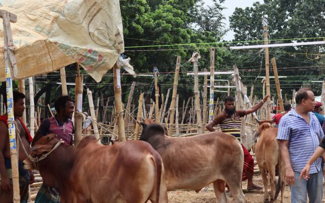 Healthy cows at a market in Bangladesh before Eid al-Adha