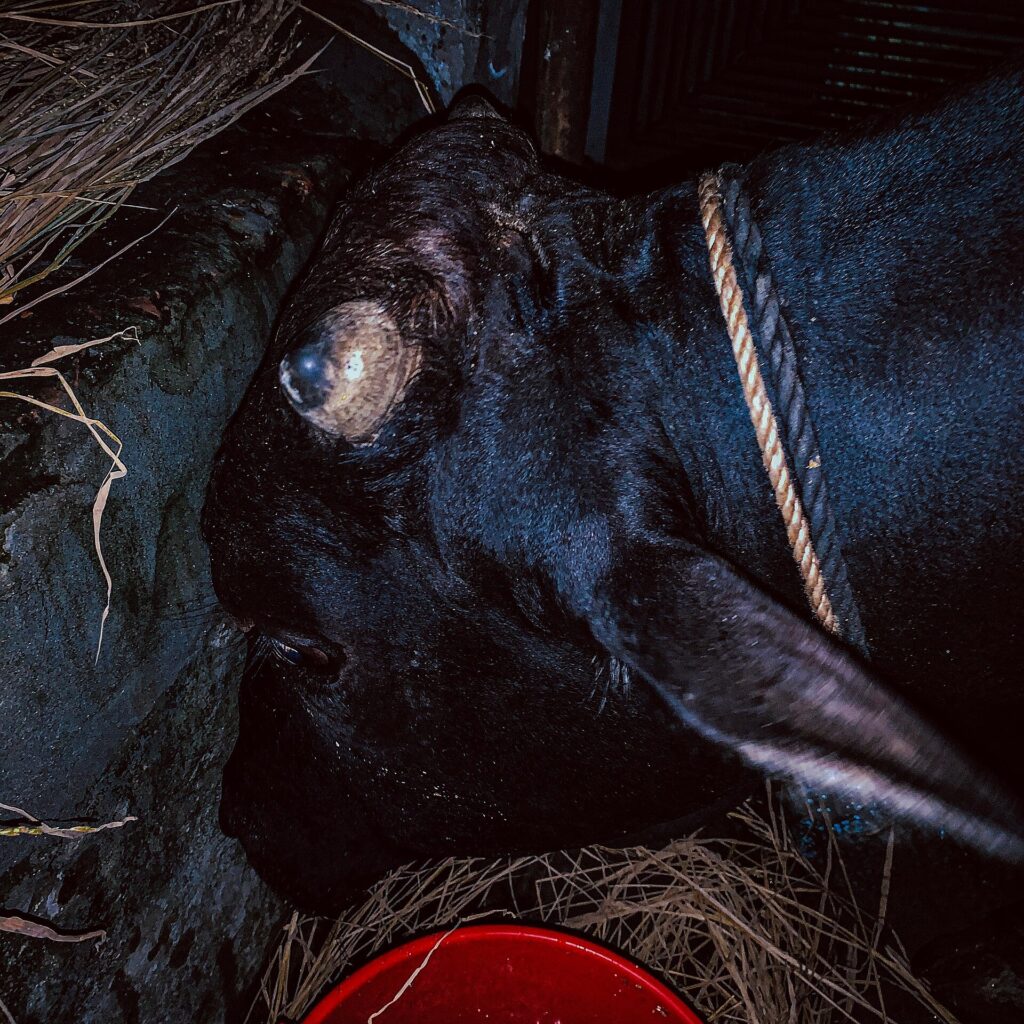 Black ox at a Bangladesh cattle market before Eid