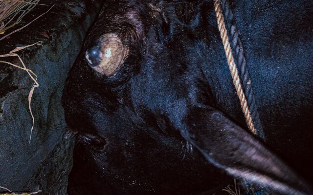 Black ox at a Bangladesh cattle market before Eid