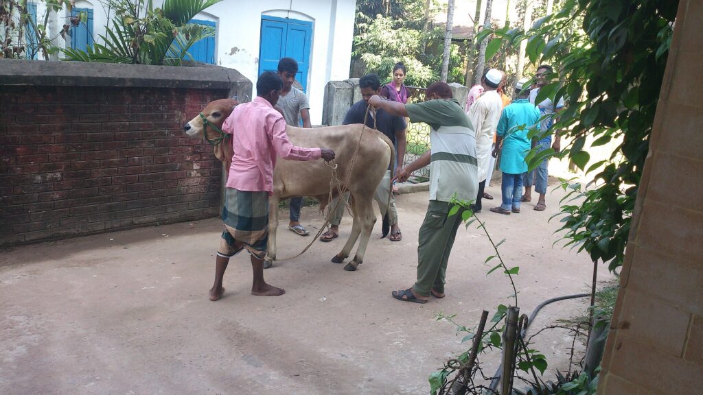 Family preparing a cow for Qurbani in a Bangladeshi village