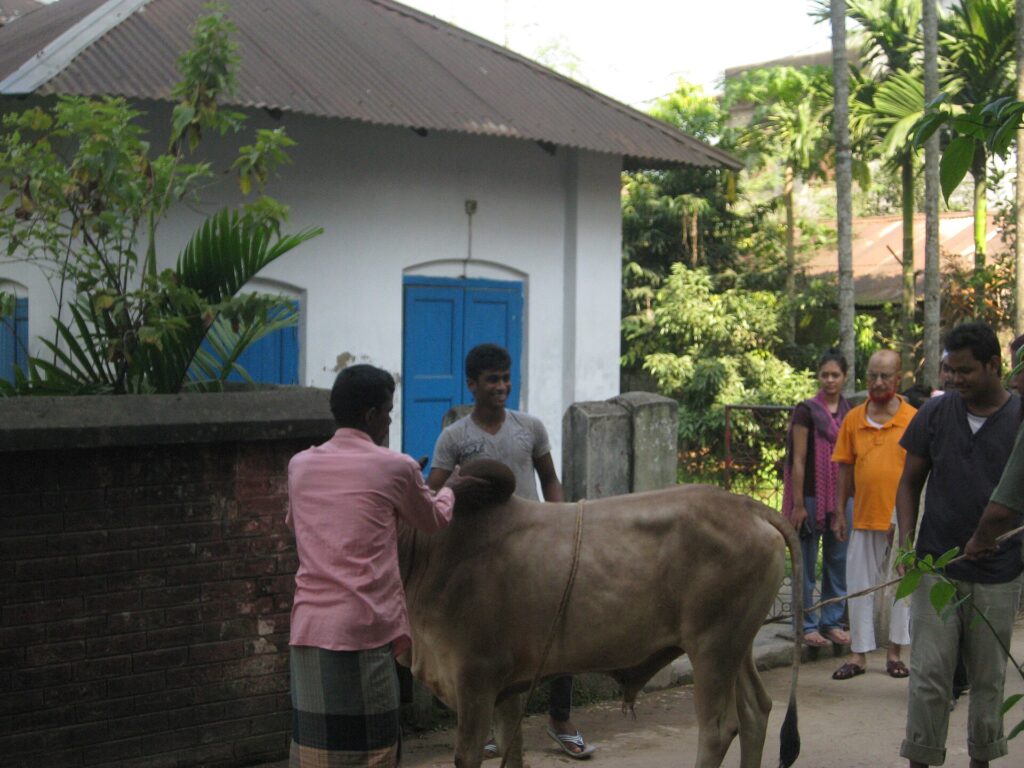 Preparing a Qurbani animal on Eid al-Adha