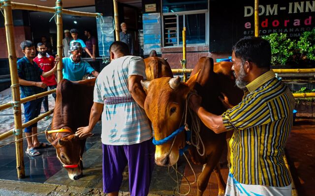 Qurbani on the morning of Eid al-Adha in Bangladesh
